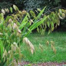50 Ornamental Northern Sea Oats Grass Chasmanthium Seeds