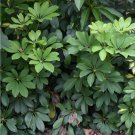 30 Hawaiian Dwarf Umbrella Tree Schefflera Seeds