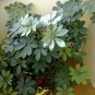 30 Hawaiian Dwarf Umbrella Tree Schefflera Seeds