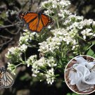 30 Wild Native Crownbeard White Frostweed Verbesina Seeds