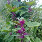 40 Giant Tree Lambsquarters Goosefoot Chenopodium Seeds