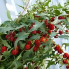 80 Strawberry Goosefoot Blithum Chenopodium Seeds