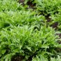 300 Rocket Arugula Eruca Seeds