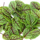 100 Organic Perennial French Red Veined Sorrel Rumex Seeds