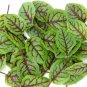 100 Organic Perennial French Red Veined Sorrel Rumex Seeds