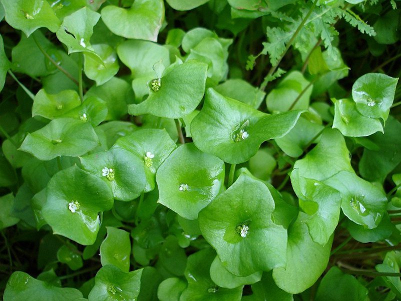 80 Wild Heirloom Miner's Lettuce Claytonia Seeds