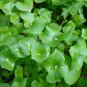80 Wild Heirloom Miner's Lettuce Claytonia Seeds