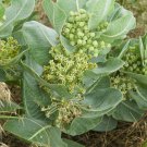 15 Western Sand Milkweed Asclepias Seeds 15 Western Sand Milkweed Asclepias Seeds