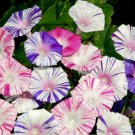 10 Morning Glory Carnival Ipomoea Seeds 10 Morning Glory Carnival Ipomoea Seeds