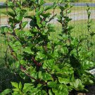 30 Perennial Climbing Malabar Spinach Basella Seeds