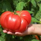 25 Heirloom Tomato Giant Delicious Seeds