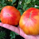30 Heirloom Tomato Pineapple Organic Seeds