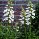 100 Hardy Fairy Thimbles Foxglove Snow White Digitalis Seeds 100 Hardy Fairy Thimbles Foxglove Snow White Digitalis Seeds