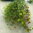 20 Balloon Vine Love in a Puff Cardiospermum Seeds 20 Balloon Vine Love in a Puff Cardiospermum Seeds