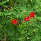 20 Fern Leaf Red Cypressvine Quamoclit Seeds 20 Fern Leaf Red Cypressvine Quamoclit Seeds