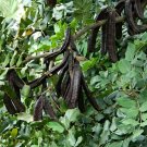 20 Carob Chocolate Tree Ceratonia Seeds