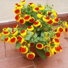 40 Pocket Book Flower Calceolaria Seeds 40 Pocket Book Flower Calceolaria Seeds