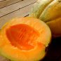 25 Heirloom Amish Melon Seeds