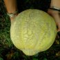 25 Heirloom Amish Melon Seeds