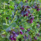 10 Blue Shrimp Flower Honeywort Cerinthe Seeds 10 Blue Shrimp Flower Honeywort Cerinthe Seeds
