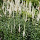 500 Culvers Root White Spikes Veronicastrum Seeds 500 Culvers Root White Spikes Veronicastrum Seeds