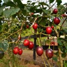 10 Tamarillo Tree Tomato Fruit Seeds