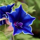 10 Japanese Blue Morning Glory Kikyo Zaki Ipomoea Seeds 10 Japanese Blue Morning Glory Kikyo Zaki Ipomoea Seeds
