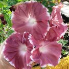 8 Japanese Morning Glory Chocolate Ipomoea nil Seeds