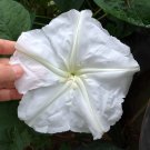 20 White Moon Flower Vine Ipomoea Seeds 20 White Moon Flower Vine Ipomoea Seeds