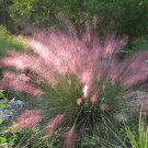 30 Pink Muhly Feather Grass Muhlenbergia Seeds
