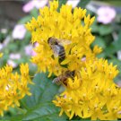 20 Yellow Milkweed Silky Gold Asclepias Seeds 20 Yellow Milkweed Silky Gold Asclepias Seeds