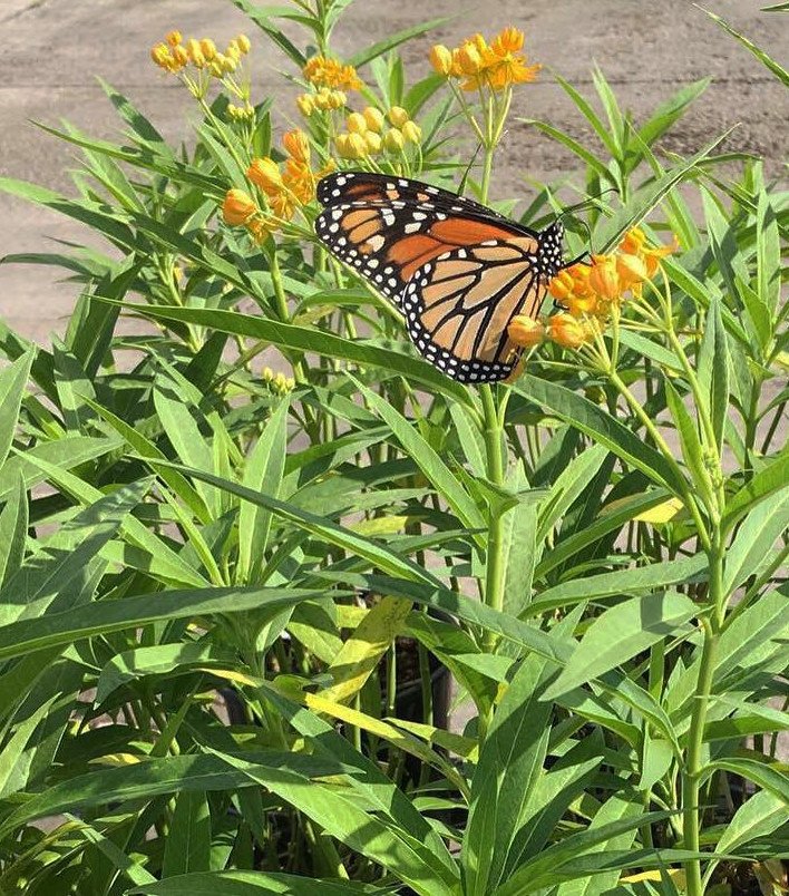 20 Yellow Milkweed Silky Gold Asclepias Seeds