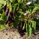 30 Italian Heirloom Eggplant Little Fingers Seeds