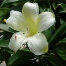 20 Perfume Flower Bush Fagraea Seeds 20 Perfume Flower Bush Fagraea Seeds