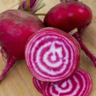 100 Italian Heirloom Bulls Eye Chioggia Bassano Beet Seeds