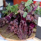 100 Miniature Beet Baby Beet Beta  Seeds