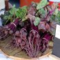 100 Miniature Beet Baby Beet Beta  Seeds
