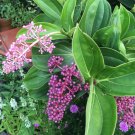 30 Chandelier Plant Medinilla Seeds 30 Chandelier Plant Medinilla Seeds
