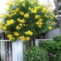 30 Yellow Esperanza Tecoma Stans Seeds