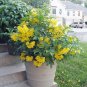 30 Yellow Esperanza Tecoma Stans Seeds