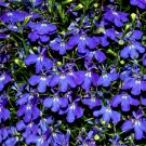 200 Blue Garden Lobelia Seeds 200 Blue Garden Lobelia Seeds