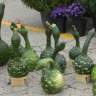 10 Heirloom Speckled Swan Hard Gourd Seeds