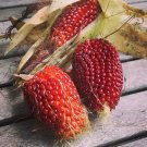 50 Native Heirloom Strawberry Popping Corn Zea Seeds