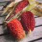 50 Native Heirloom Strawberry Popping Corn Zea Seeds