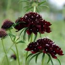 30 Near Black Mourning Bride Scabiosa Seeds