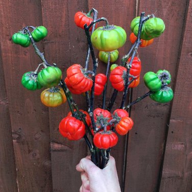 African Scarlet Eggplant 'Mock Tomato' Solanum aethiopicum - 20 Seeds