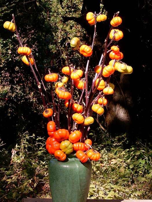 25 Ornamental Eggplant Pumpkin on a Stick Seeds