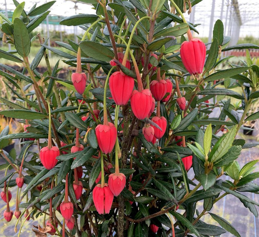 5 Red Lantern Tree Shrub Crinodendron Seeds