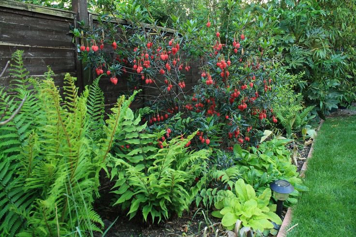 5 Red Lantern Tree Shrub Crinodendron Seeds