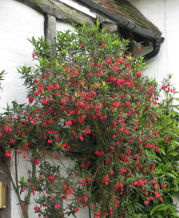 5 Red Lantern Tree Shrub Crinodendron Seeds